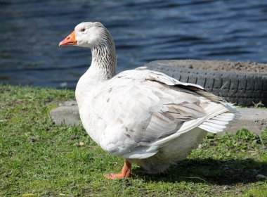 Turuncu gaga ile beyaz yerli kaz