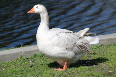 Turuncu gaga ile beyaz yerli kaz