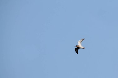 Ruff (Calidris pugnax) karşı açık mavi gökyüzü uçan