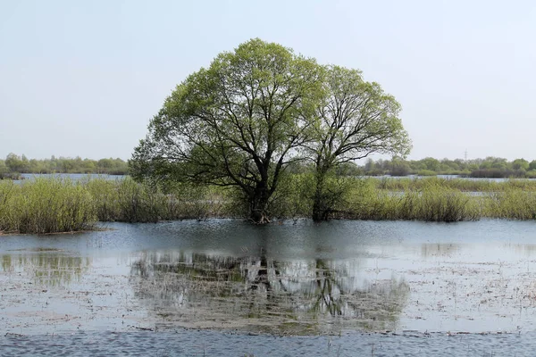 Saule Dans Eau Paysage Avec Inondation Printanière Rivière Pripyat Près — Photo