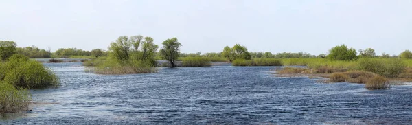 Paysage Panoramique Avec Inondation Printanière Rivière Pripyat Près Borki District — Photo