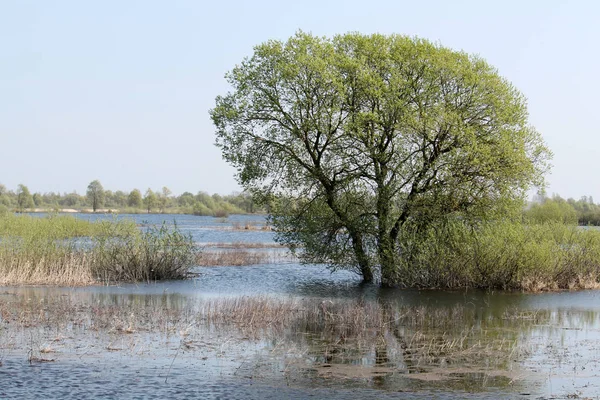 Saule Dans Eau Paysage Avec Inondation Printanière Rivière Pripyat Près — Photo