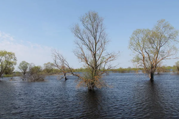 Des Arbres Dans Eau Paysage Avec Inondation Printanière Rivière Pripyat — Photo