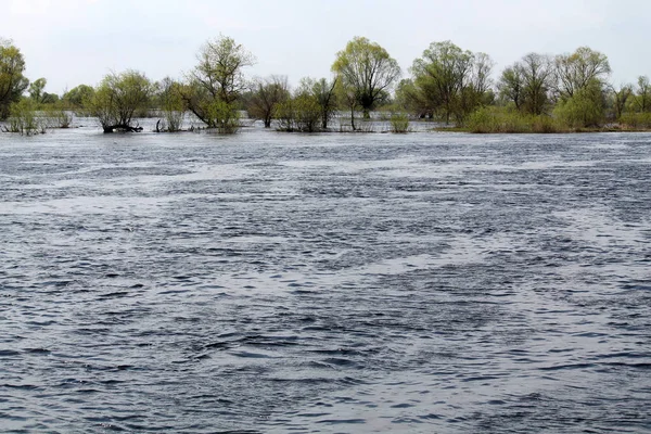 Borki ベラルーシのホメリ州の Zhytkavichy 地区に近いプリピャチ川の洪水のある風景します — ストック写真