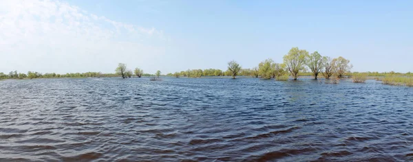 Paysage Panoramique Avec Inondation Printanière Rivière Pripyat Près Turov Biélorussie — Photo