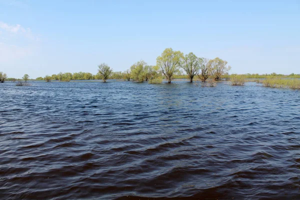 Trees Water Landscape Spring Flooding Pripyat River Turov Belarus — Stock Photo, Image