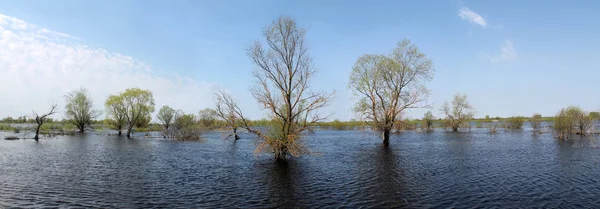 Árvores Água Paisagem Panorâmica Com Inundações Primavera Rio Pripyat Perto — Fotografia de Stock