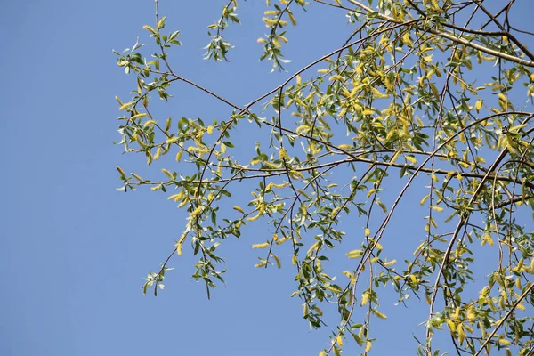 Gałęzie Kotki Żółte Zielone Liście Przeciw Błękitne Niebo Wczesną Wiosną — Zdjęcie stockowe