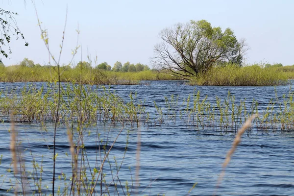 Weidenbaum Wasser Landschaft Mit Springfluten Des Pripjat Flusses Der Nähe — Stockfoto