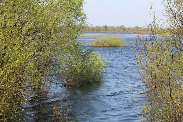 Landscape Spring Flooding Pripyat River Borki Zhytkavichy District Gomel Region — Stock Photo, Image