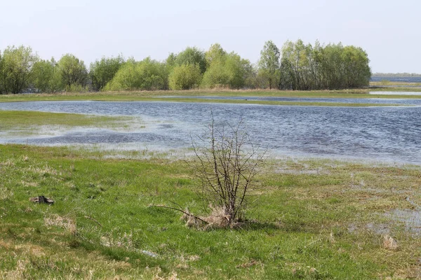 Paysage Avec Inondation Printanière Rivière Pripyat Près Turov Biélorussie — Photo
