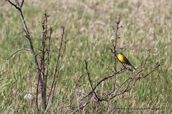 Adulto Macho Wagtail Amarelo Ocidental Wagtail Cabeça Azul Subespécie Flava — Fotografia de Stock