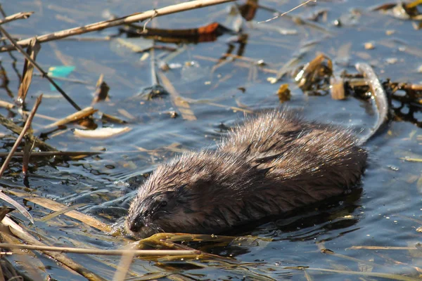 Muskrat Ondatra Zibethicus Water — Stock Photo, Image