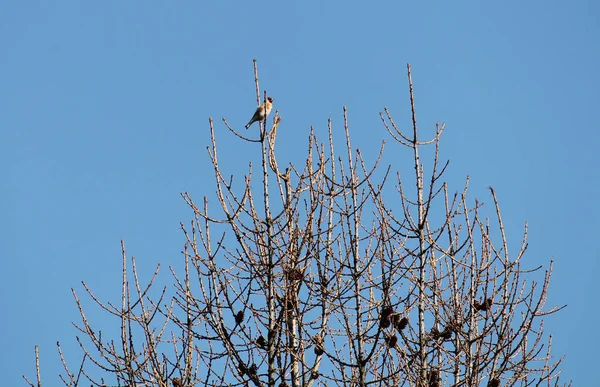 Pinzón Oro Europeo Carduelis Carduelis Sentado Parte Superior Del Alerce — Foto de Stock