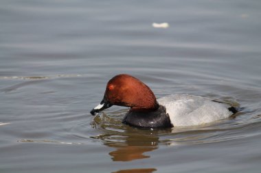 Erkek ortak pakta (Aythya ferina) içinde parlak gerdek tüyleri