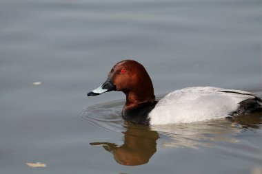 Erkek ortak pakta (Aythya ferina) içinde parlak gerdek tüyleri