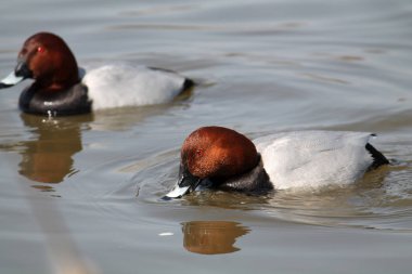 Erkek ortak pakta (Aythya ferina) içinde parlak gerdek tüyleri