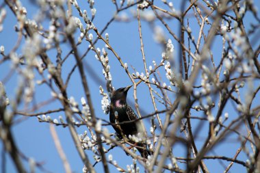 Ortak starling (Sturnus vulgaris) çıplak bahar dalları kedicikler karşı açık mavi gökyüzü ile oturup...