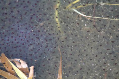 Avrupa ortak kahverengi kurbağa (Rana temporaria) embriyo ile tohumu