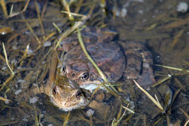 Avrupa ortak kahverengi kurbağa (Rana temporaria) amplexus çifti