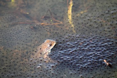 Avrupa ortak kahverengi kurbağa (Rana temporaria) ile spawn