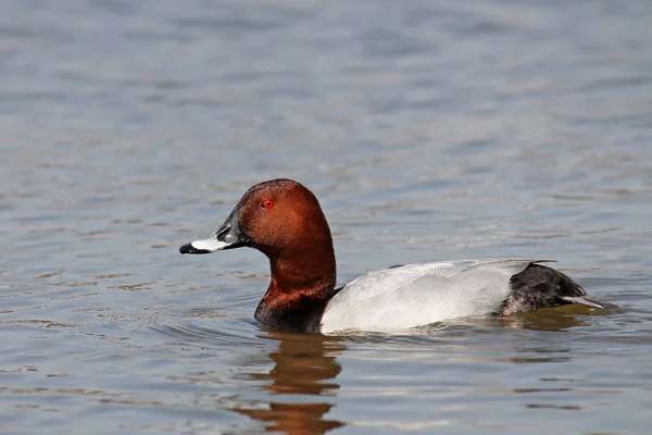 Männliche Pochard Aythya Ferina Hellen Hochzeitsgefieder — Stockfoto