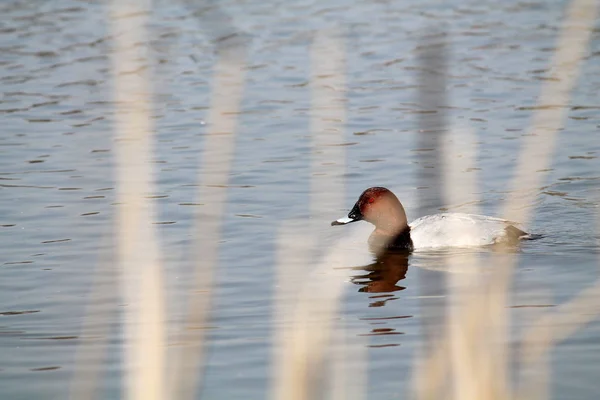 Männliche Pochard Aythya Ferina Hellen Hochzeitsgefieder — Stockfoto