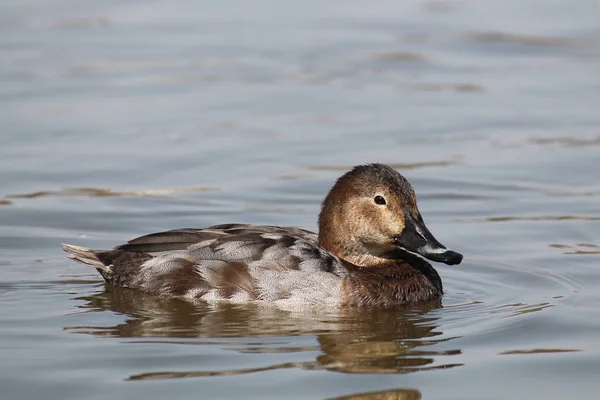 Pochard Común Femenino Aythya Ferina Flote —  Fotos de Stock