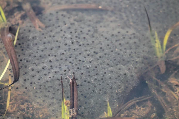 Spawn of European common brown frog (Rana temporaria) with embryos