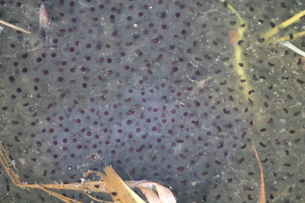Икра Европейской Обыкновенной Коричневой Лягушки Rana Temporaria Эмбрионами — стоковое фото