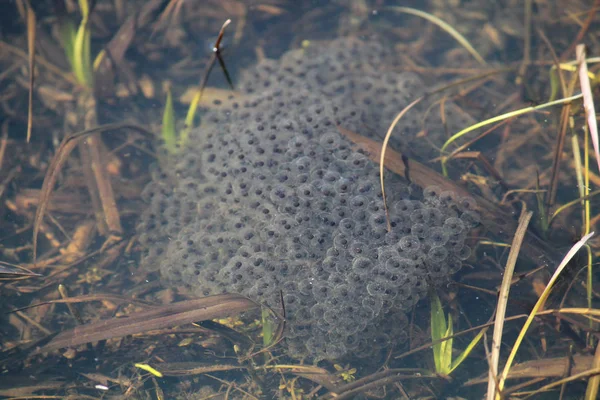 Spawn of European common brown frog (Rana temporaria) with embryos