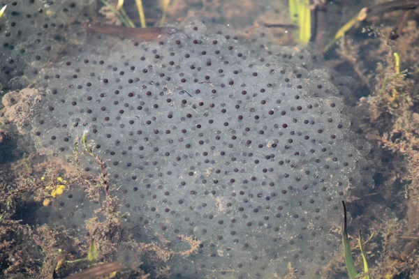 Spawn of European common brown frog (Rana temporaria) with embryos