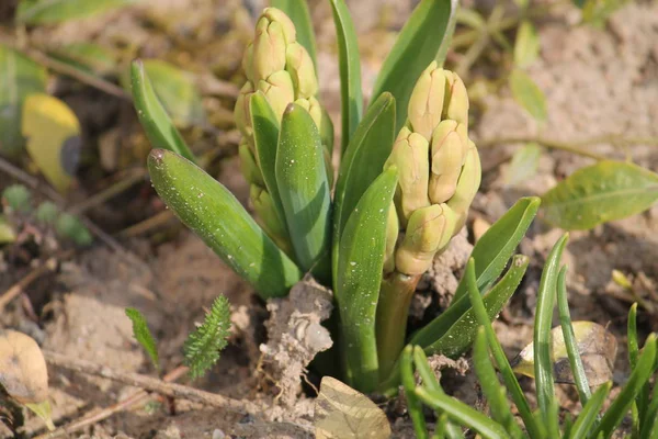 Brotes Blancos Jacinto Principios Primavera — Foto de Stock