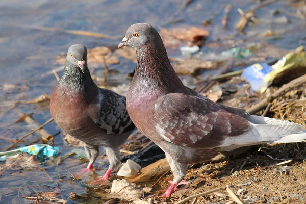 Dos Palomas Marrones Adultas Columba Livia Cerca Del Agua — Foto de Stock