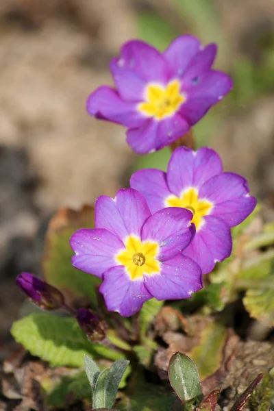 Primosa Rosa Primula Vulgaris Flores Con Centro Amarillo — Foto de Stock