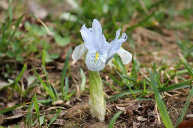 Kış iris ışık mavi çiçek. Iris histrioides ve Iris winogradowii melez