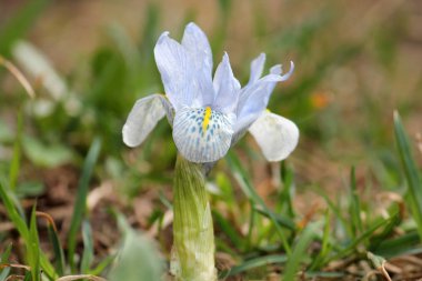 Kış iris ışık mavi çiçek. Iris histrioides ve Iris winogradowii melez