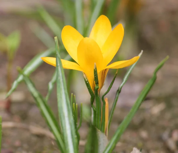 Bloeiende Nederlandse Gele Krokus Crocus Flavus Flowerbed — Stockfoto