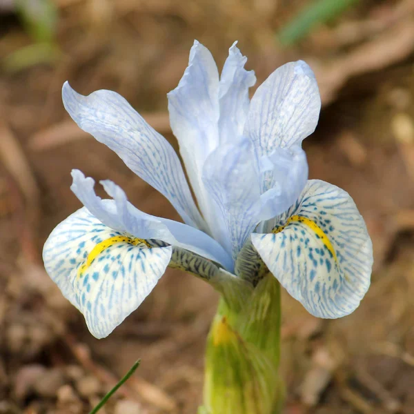 Jasny Niebieski Kwiat Zima Iris Hybryda Iris Histrioides Iris Winogradowii — Zdjęcie stockowe