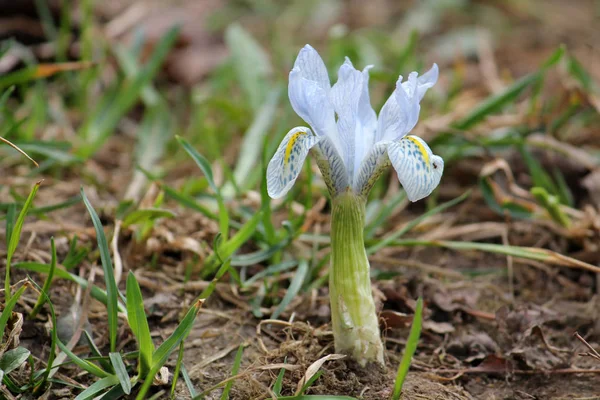 Flor Azul Claro Del Iris Invierno Híbrido Iris Histrioides Iris — Foto de Stock