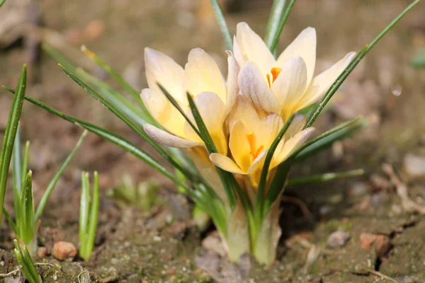 Nieve Floreciente Cocodrilo Dorado Crocus Chrysanthus Sobre Lecho Flores — Foto de Stock