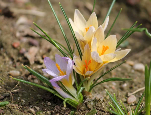 Sneeuw Van Gouden Krokus Crocus Chrysanthus Flowerbed Bloei — Stockfoto