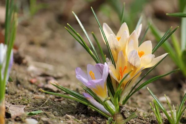 Sneeuw Van Gouden Krokus Crocus Chrysanthus Flowerbed Bloei — Stockfoto