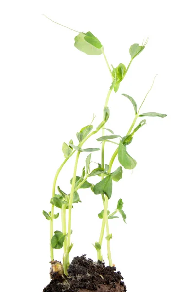 Seedling Green Pea Pisum Sativum Isolated White Background — Stock Photo, Image