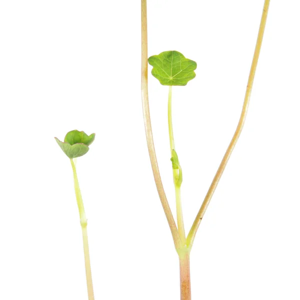 Minimalistische Samenstelling Met Jonge Groene Spruiten Van Tuin Nasturtium Tropaeolum — Stockfoto