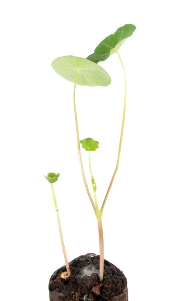 Green Sprouts Garden Nasturtium Tropaeolum Majus Isolated White Background — Stock Photo, Image