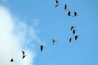 Vahşi büyük beyaz - sakarca kazı (Anser albifrons) mavi gökyüzü uçan akın