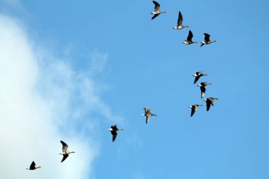 Flock of flying wild Greater white-fronted geese (Anser albifrons) against blue sky clipart
