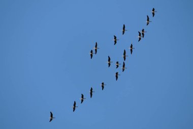 Vahşi büyük beyaz - sakarca kazı (Anser albifrons) mavi gökyüzü uçan akın