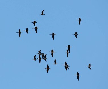 Vahşi büyük beyaz - sakarca kazı (Anser albifrons) ve barnacle kaz (Branta leucopsis) karşı açık mavi gökyüzü uçan. Bahar göç akın